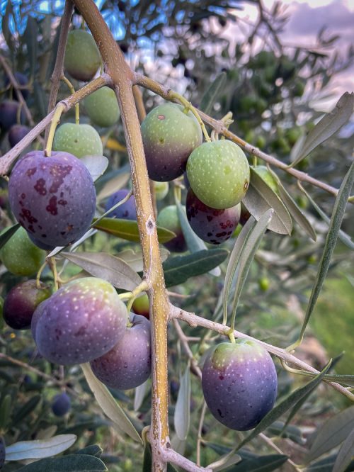 Olive dell’azienda agricola il Grumolo Olive dell'azienda agricola il Grumolo